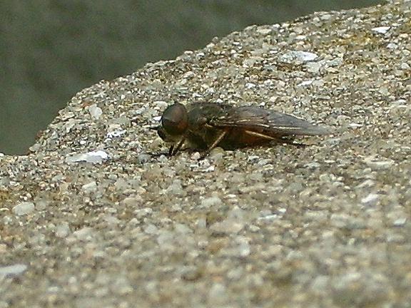 Tafani